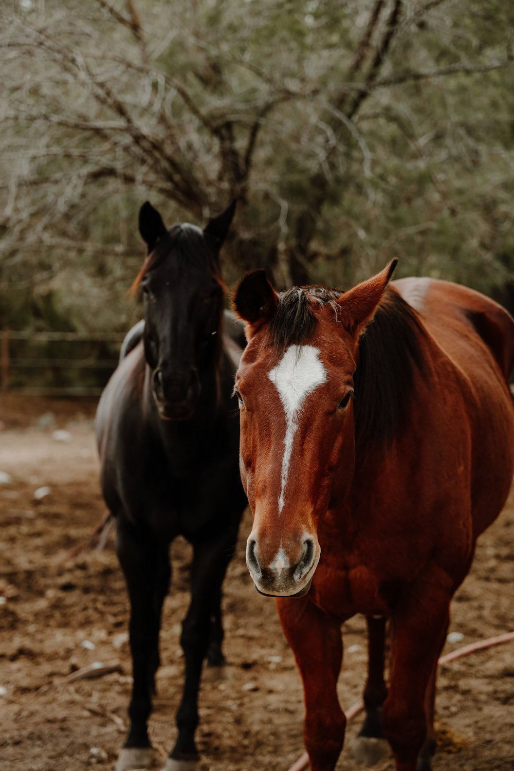 a couple of horses standing in a dirt field