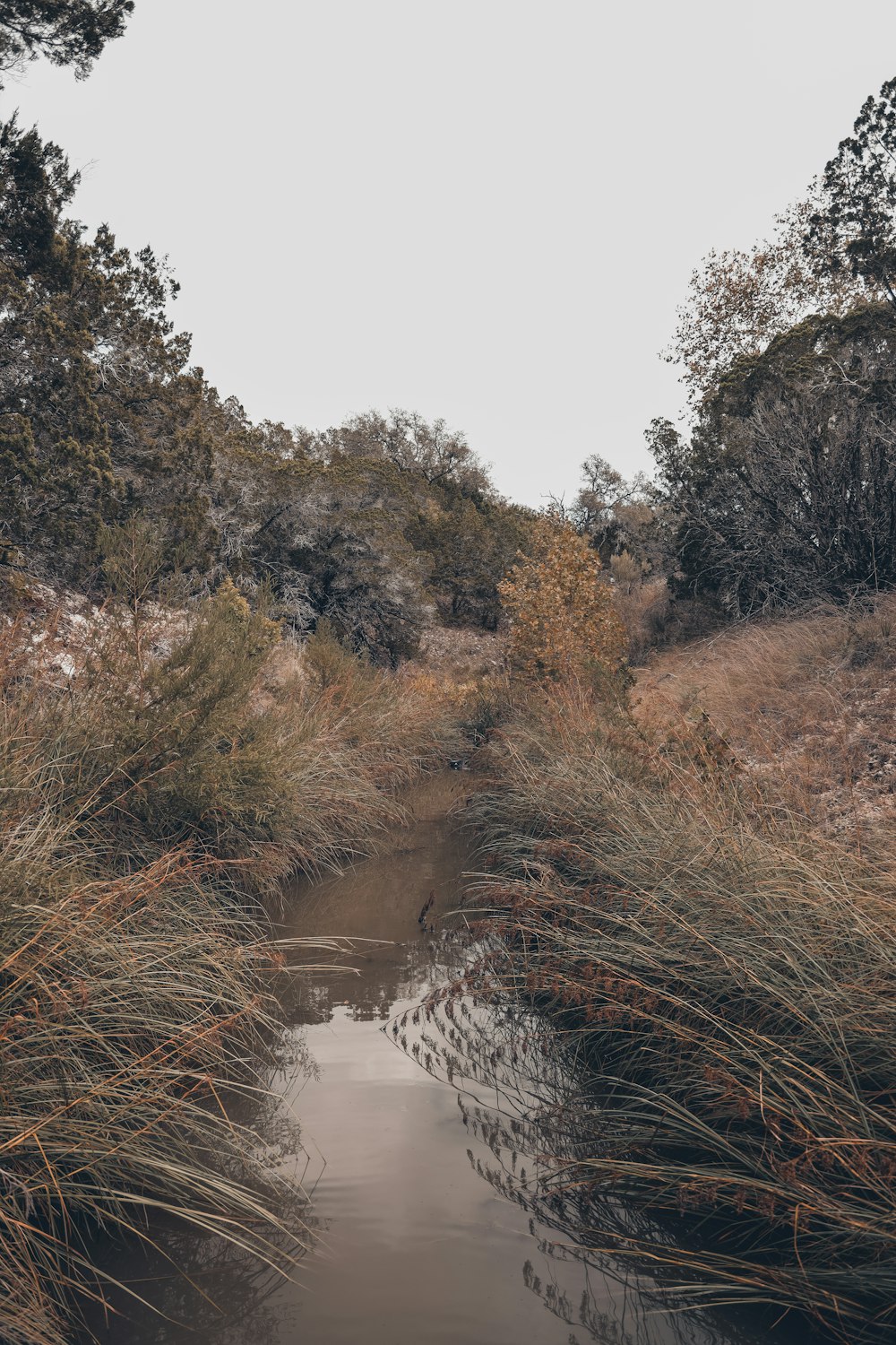 a river with trees on the side