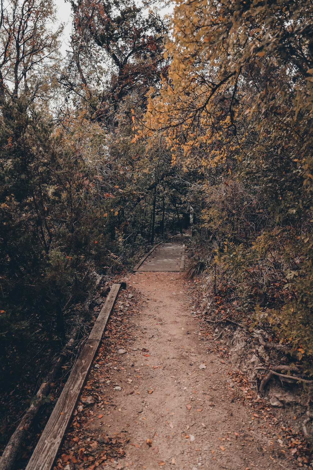 um caminho através de uma floresta