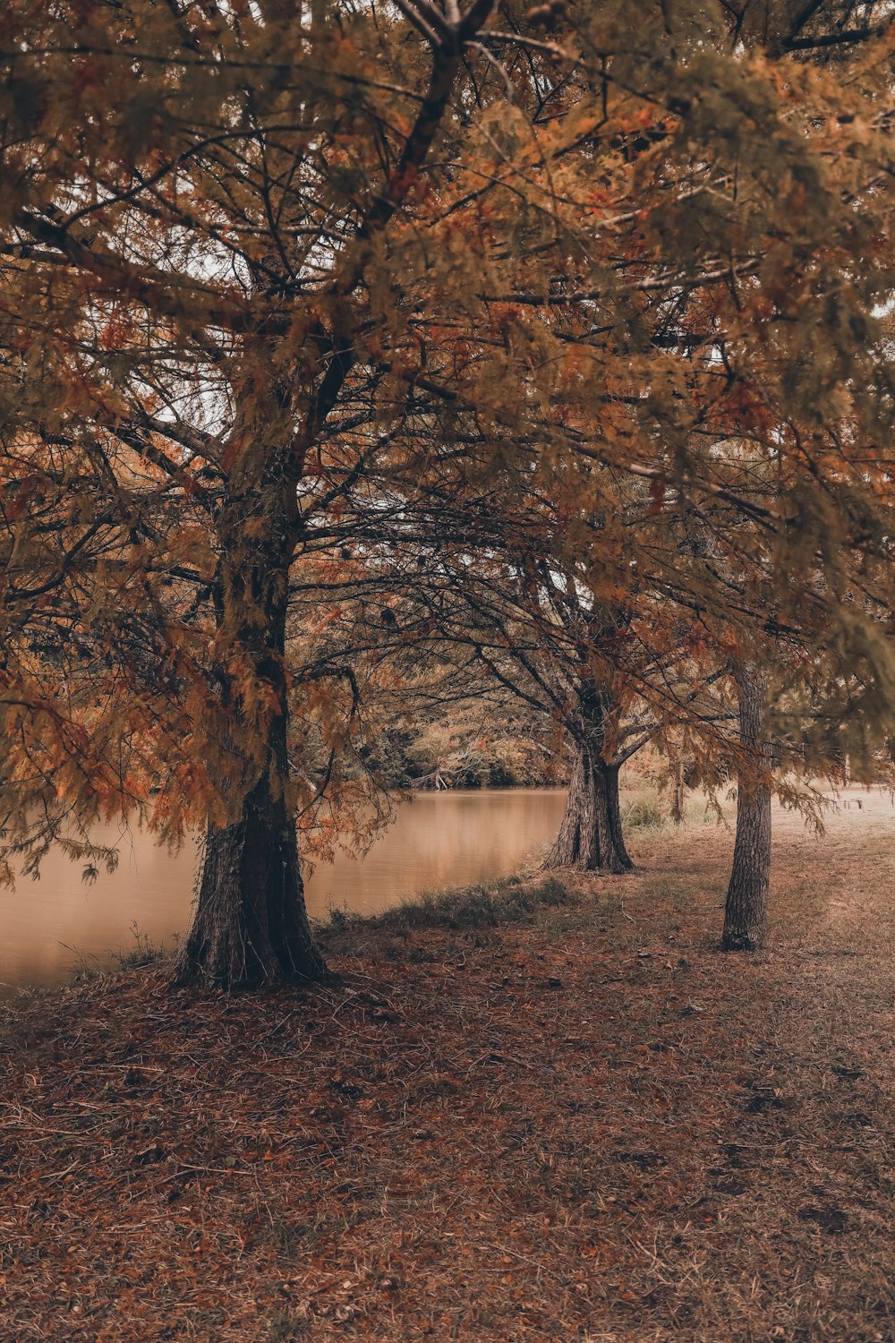 a group of trees with orange leaves