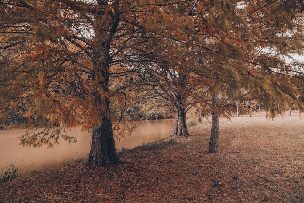 a group of trees with orange leaves