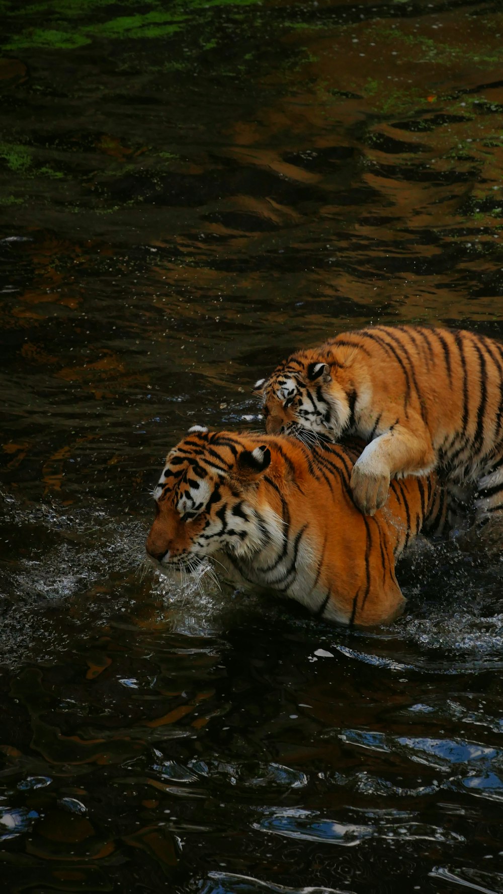 two tigers in water