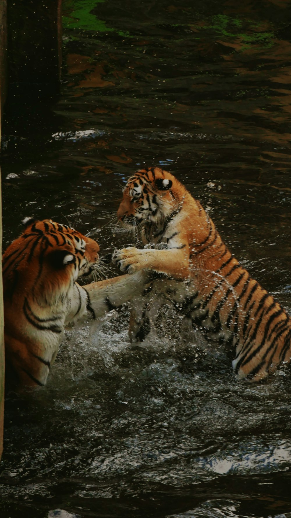 two tigers playing in water