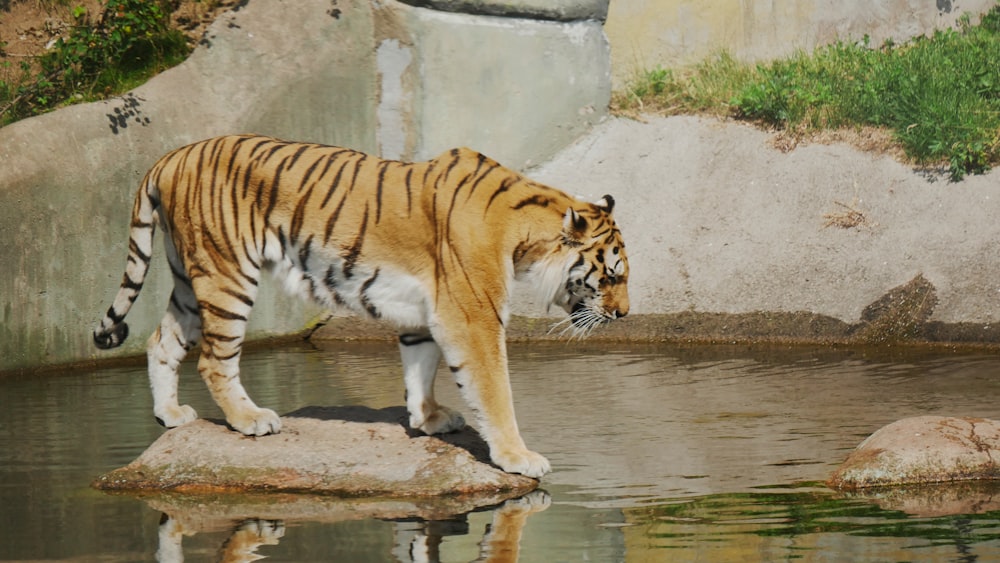 a tiger standing on a rock in a pond