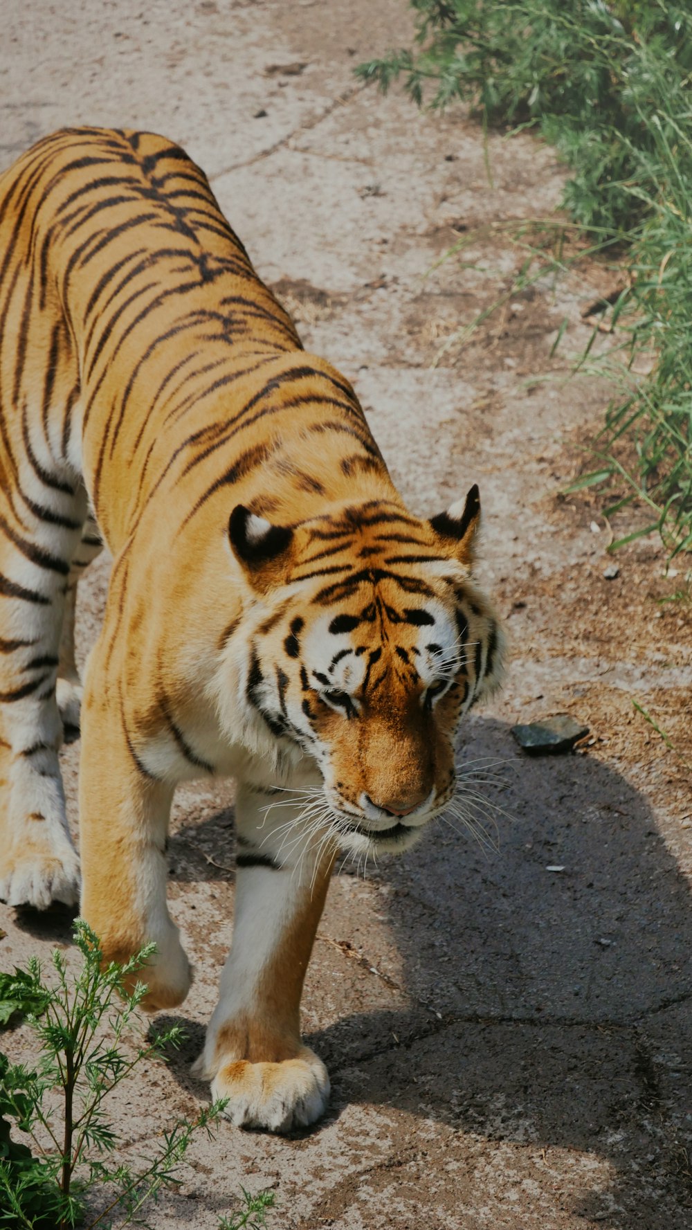 a tiger walking on a dirt path