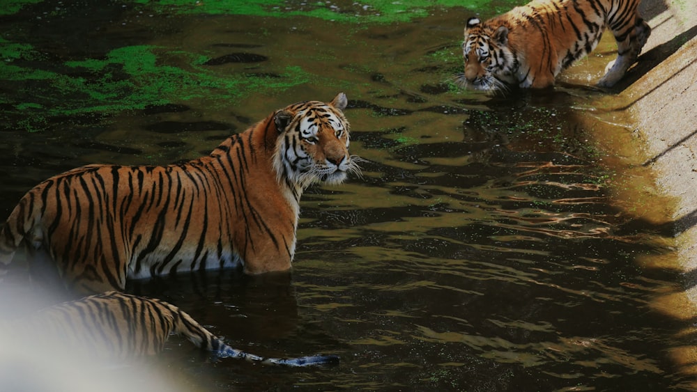 a couple of tigers drinking water