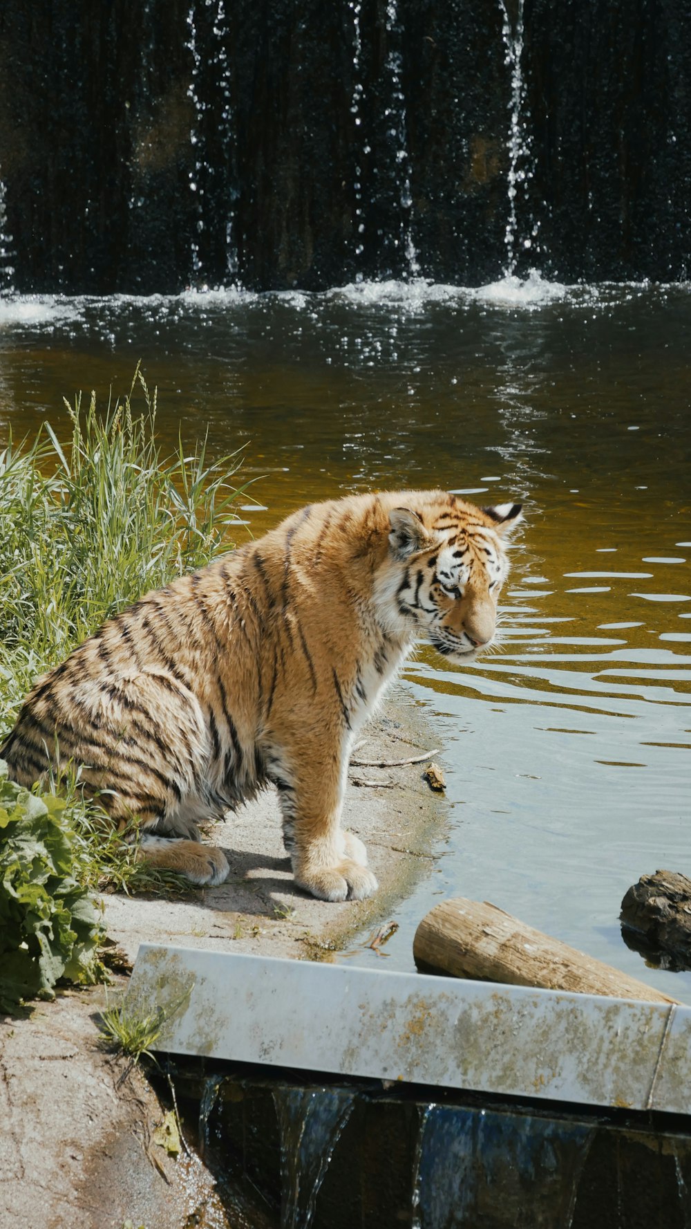 a tiger standing on a ledge near a waterfall