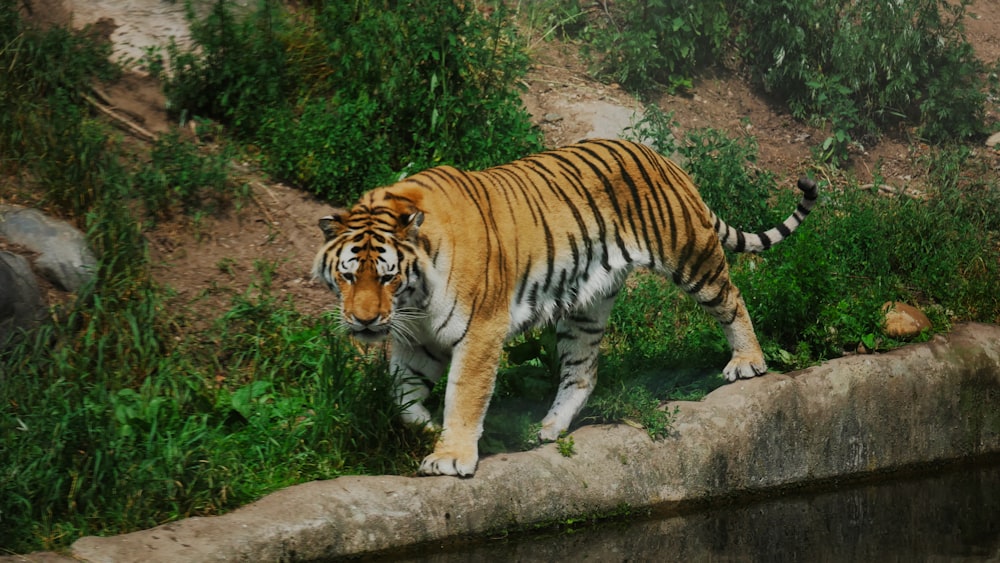 a tiger walking on a rock