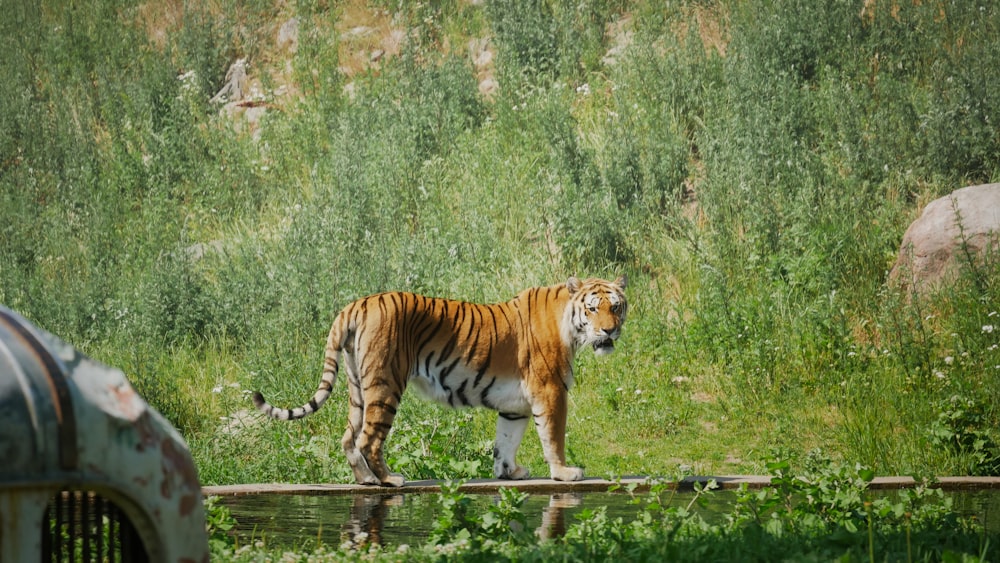a tiger walking on a log