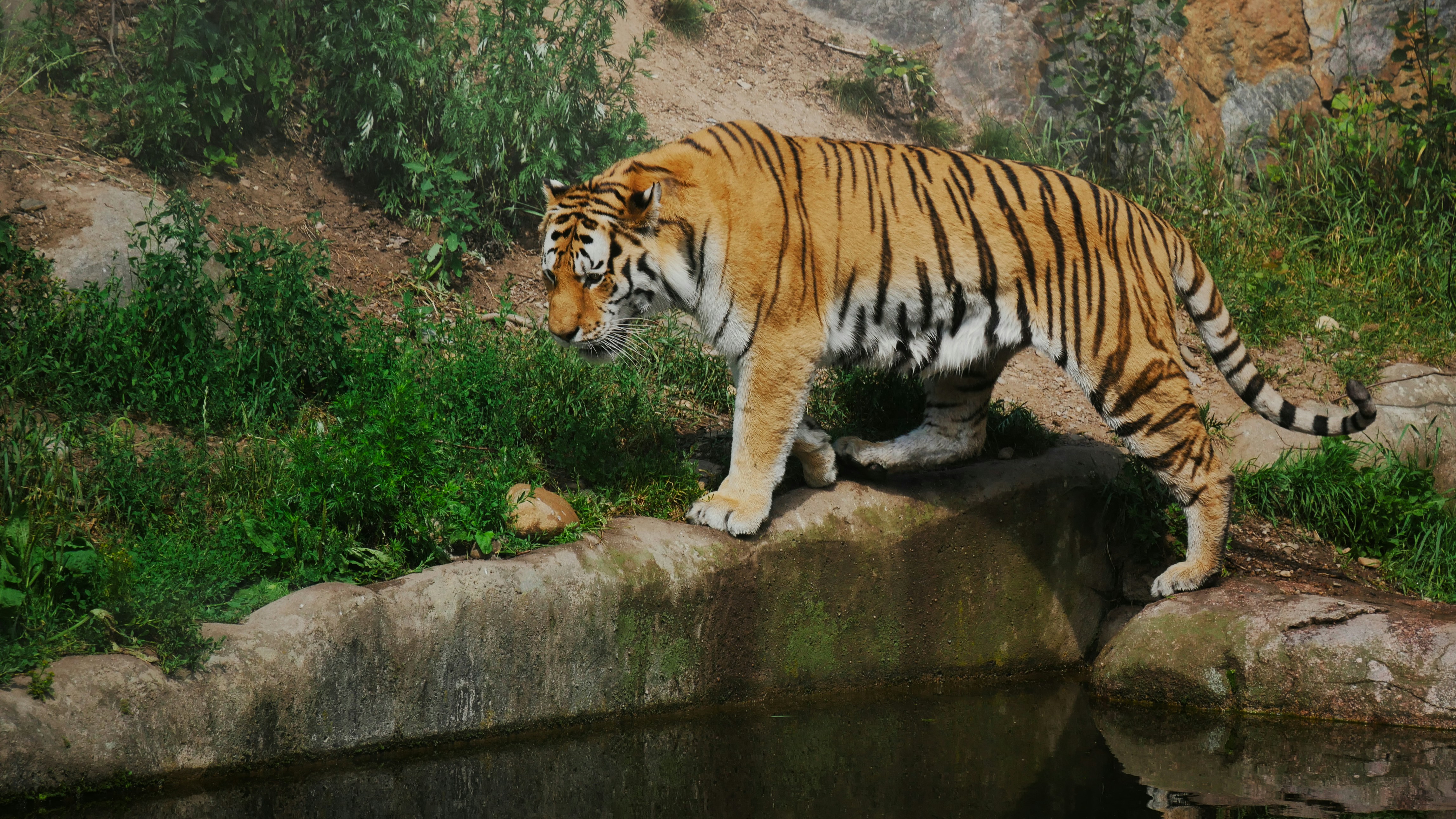 The Tiger: Jungle Powerhouse on the Prowl (image credits: unsplash)