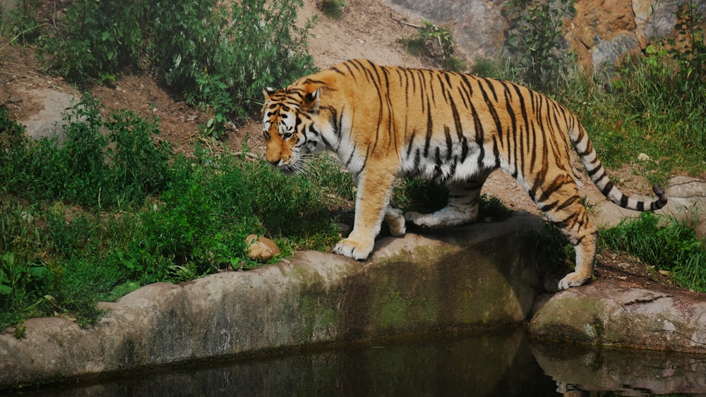 a tiger walking on a rock