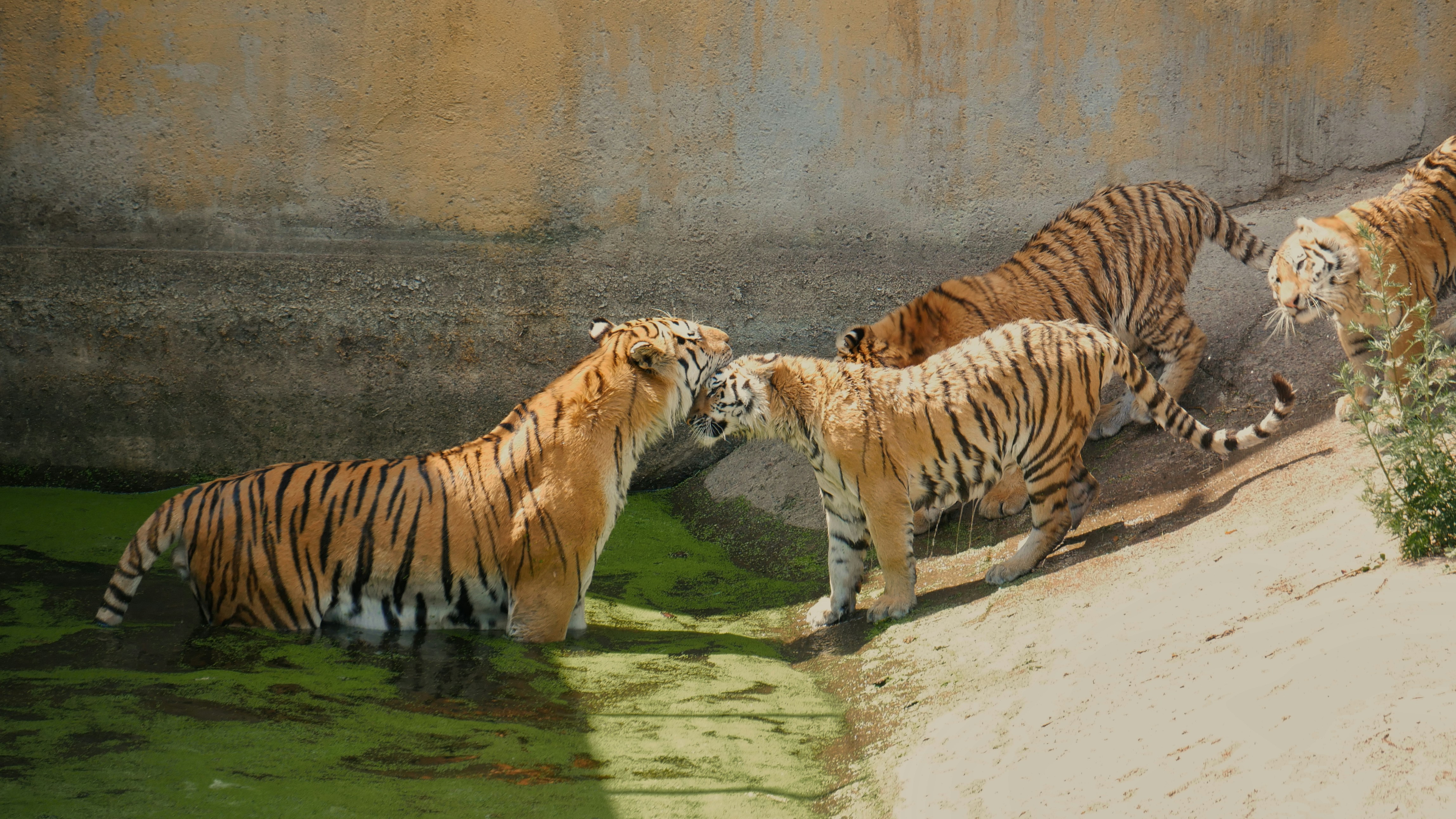 Tiger’s Chuff of Affection (image credits: unsplash)