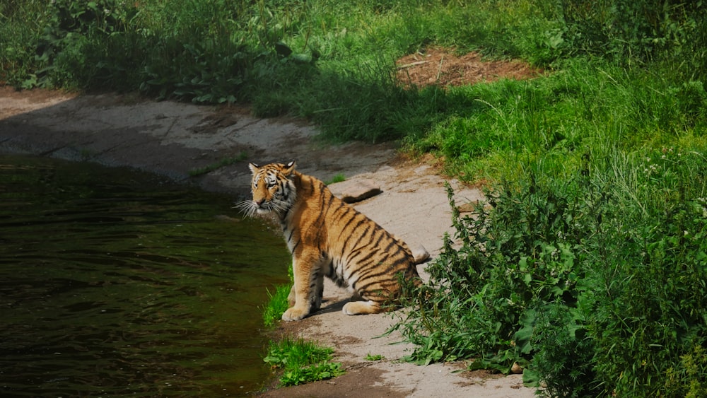 a tiger sitting on a rock by a river
