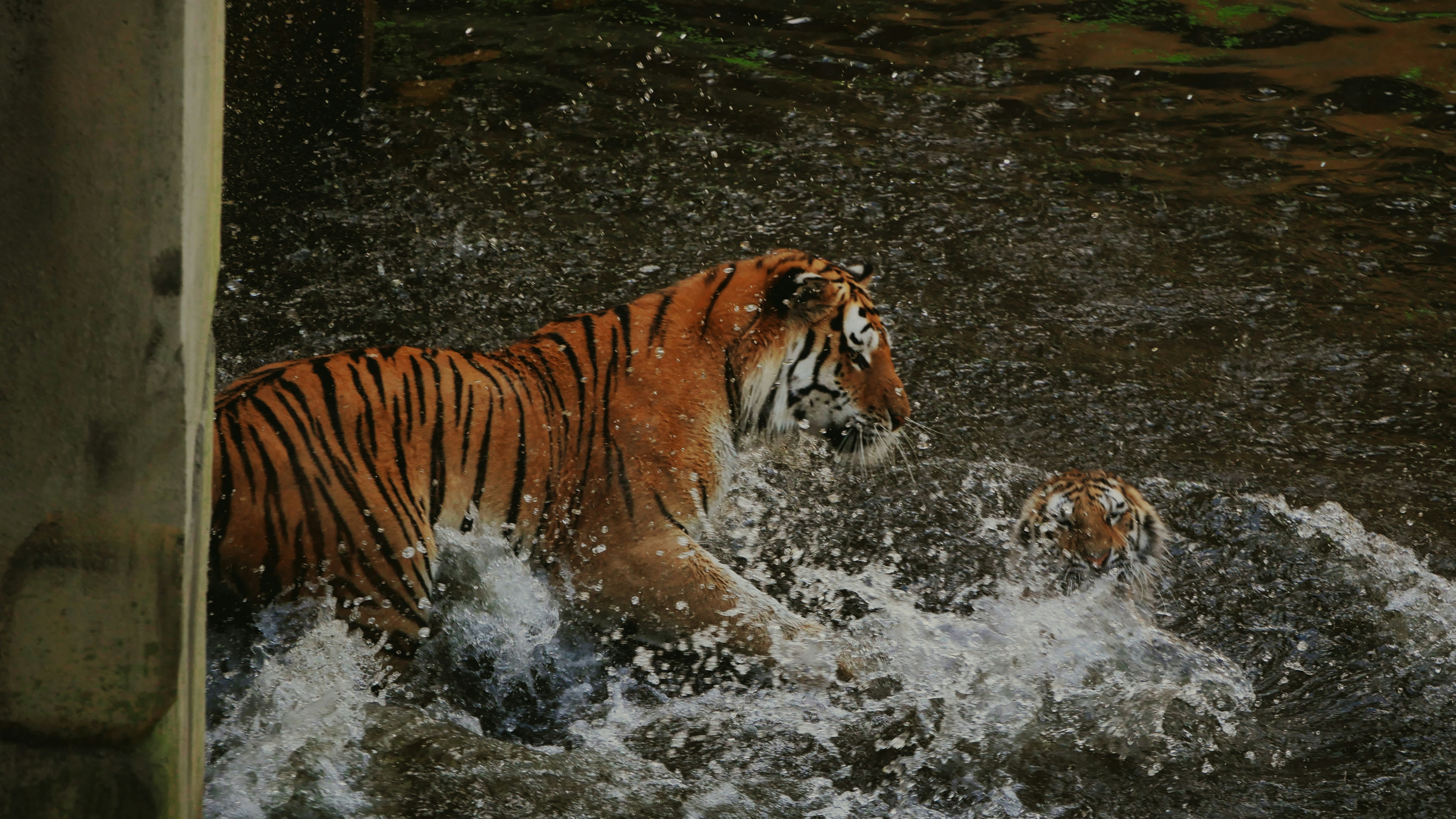 The Pulse of the Wild (image credits: unsplash)