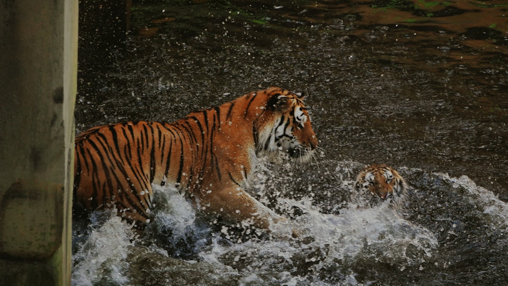 Una tigre nell'acqua
