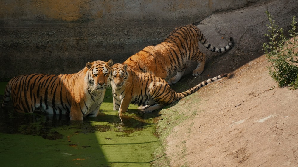 a group of tigers drinking water