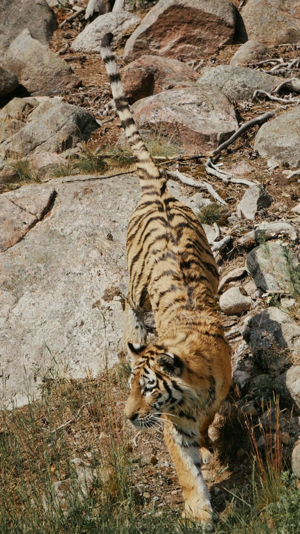 a tiger lying on rocks