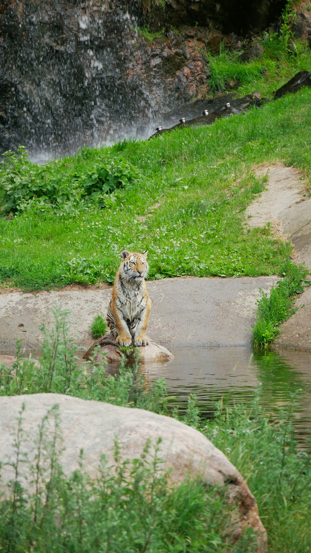a tiger sitting on a rock