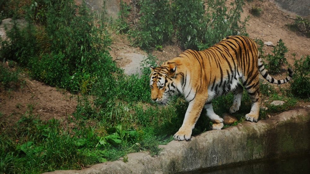 Un tigre caminando sobre una roca