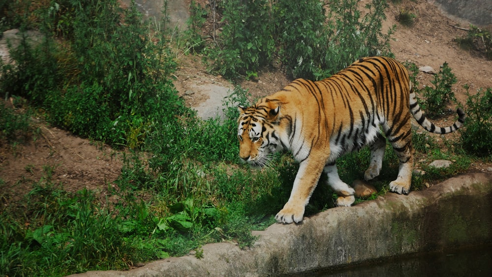 a tiger walking on a rock