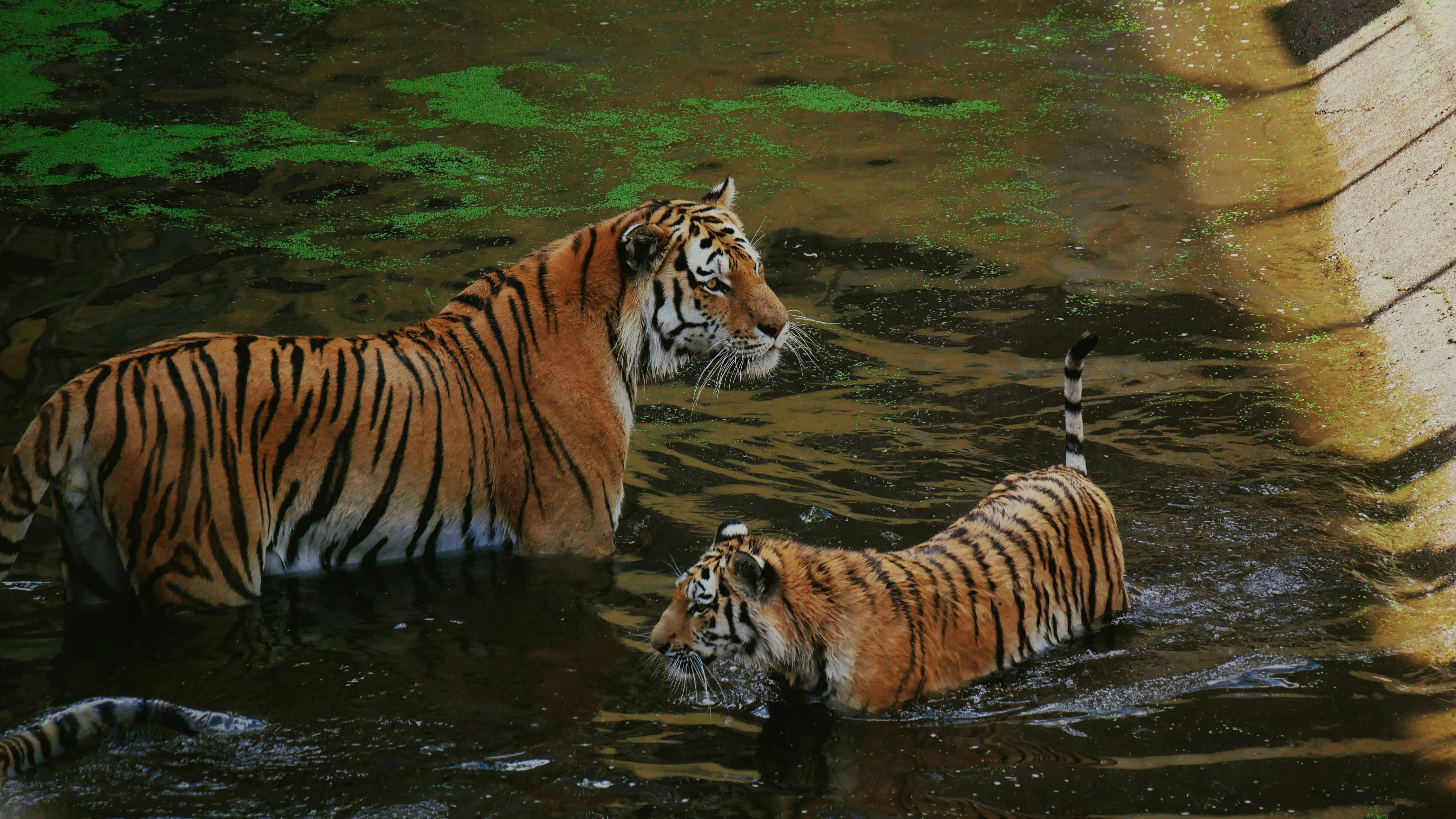Parental Lessons: Teaching Cubs to Swim (image credits: unsplash)