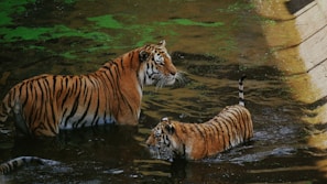 Two tigers stand in a shallow body of water, surrounded by a combination of green algae and brown tones from the water and surrounding area. The larger tiger appears to be observing its surroundings, while the smaller tiger seems to be wading forward.