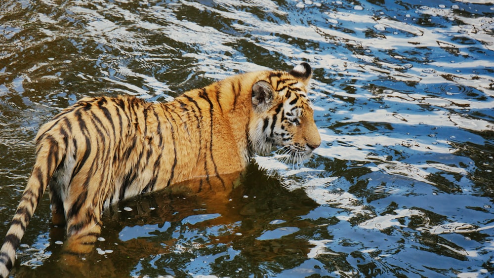 a tiger walking in water