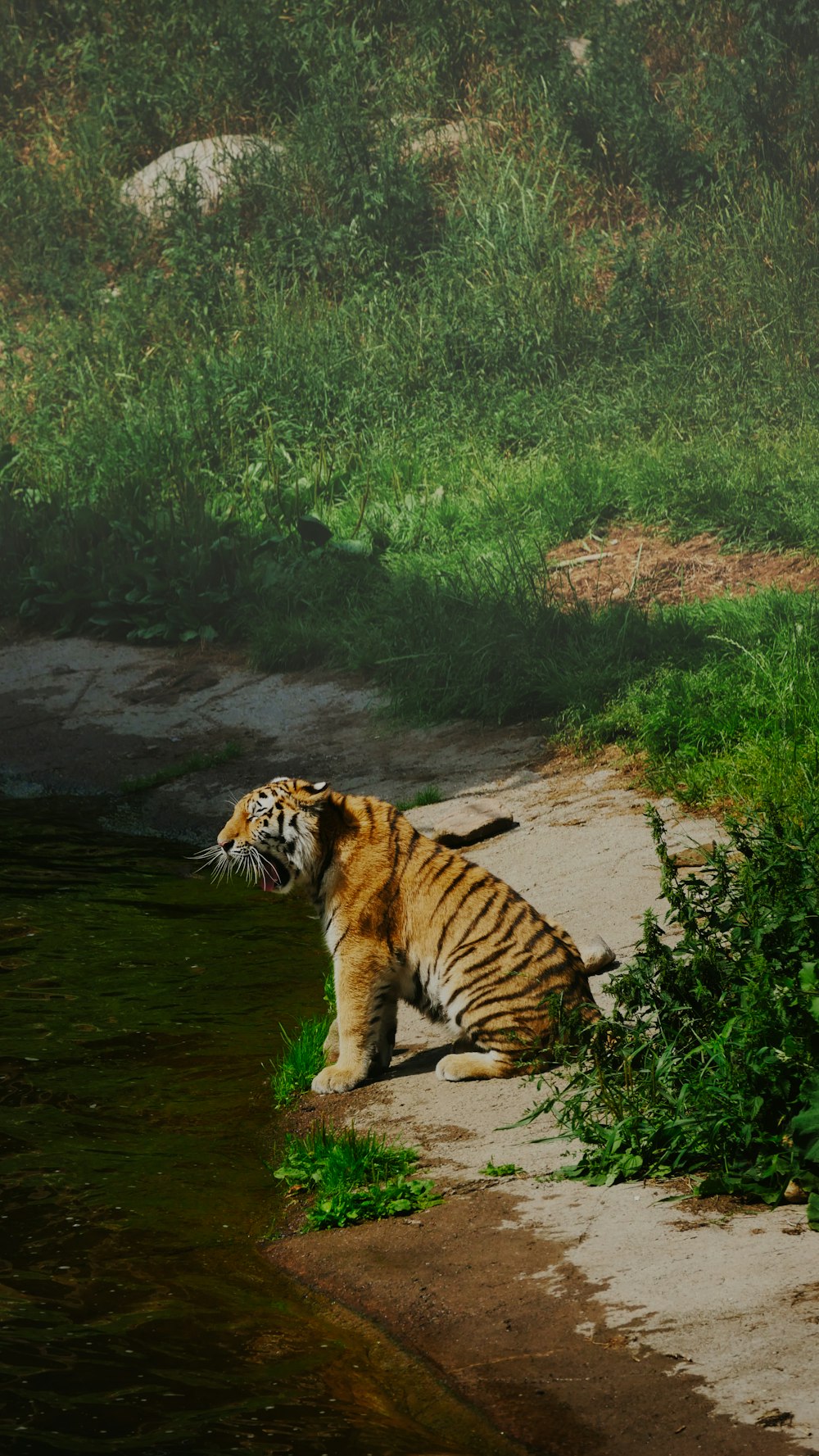 a tiger standing in a stream