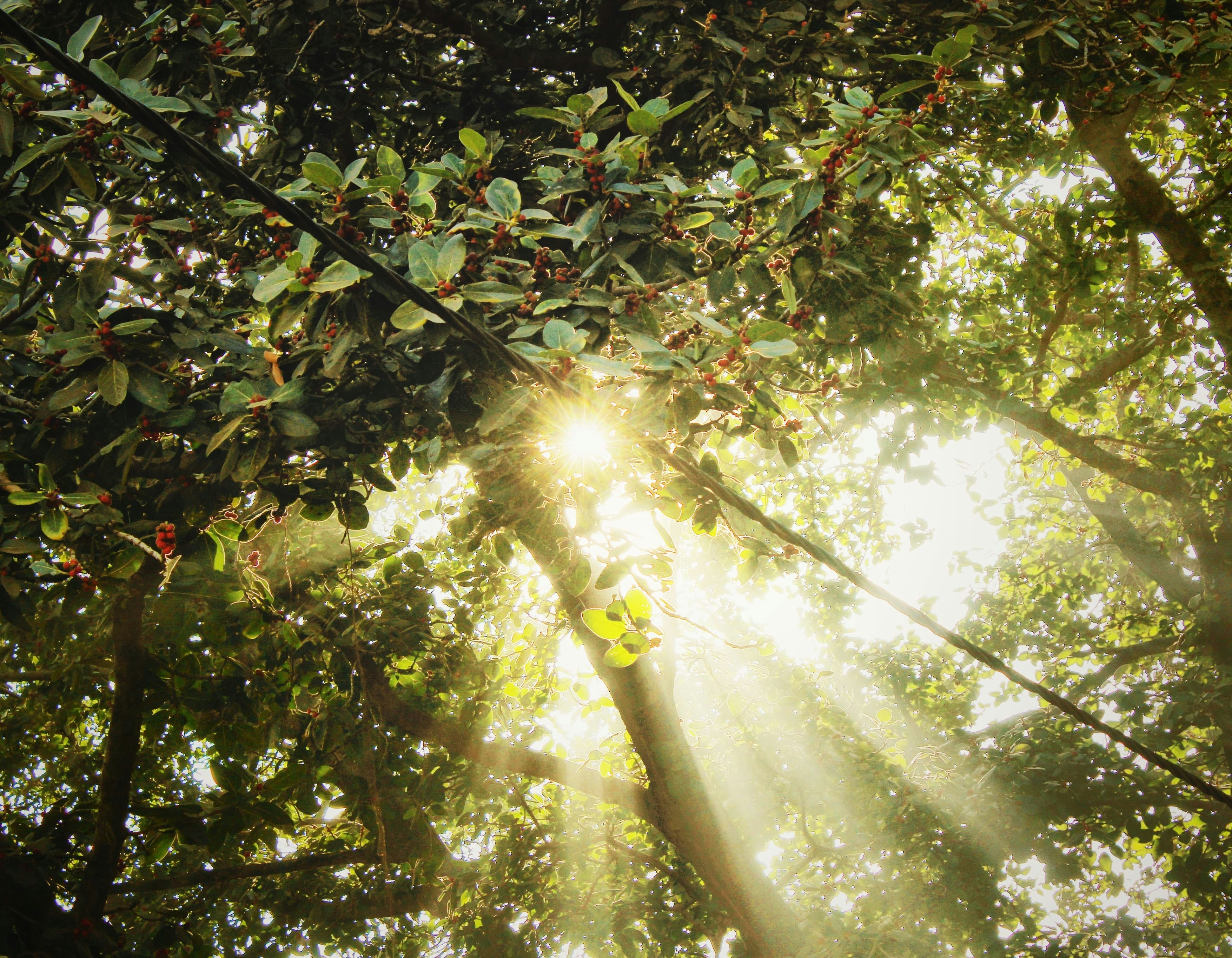 Photo by somilpandey12