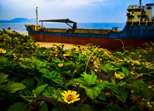 A large cargo ship is positioned in the background, set against a backdrop of the sea and distant mountains under a slightly overcast sky. In the foreground, lush green foliage is interspersed with small yellow flowers, adding vibrant contrast to the scene.