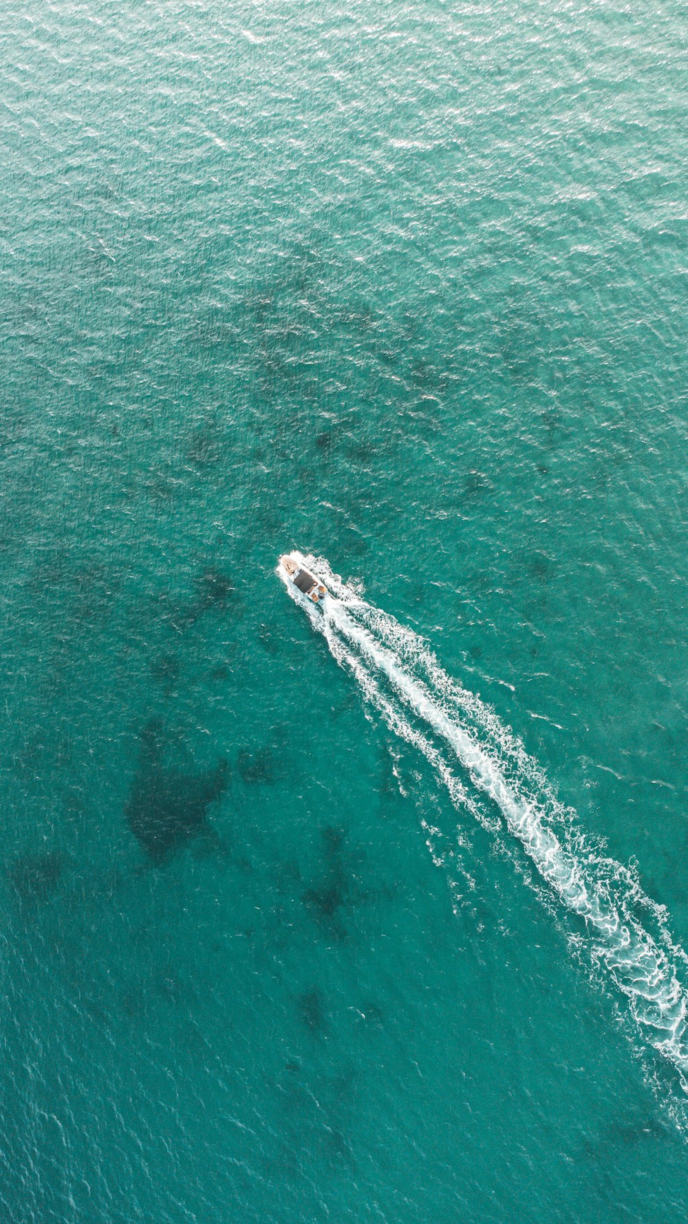 uma baleia na água