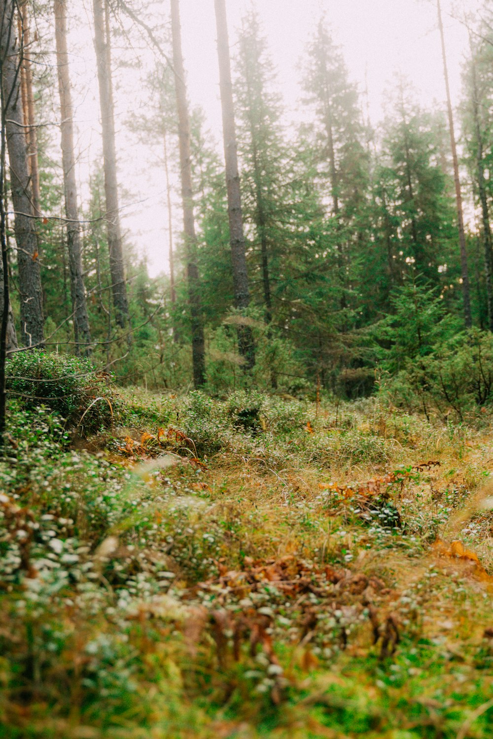 a forest with trees