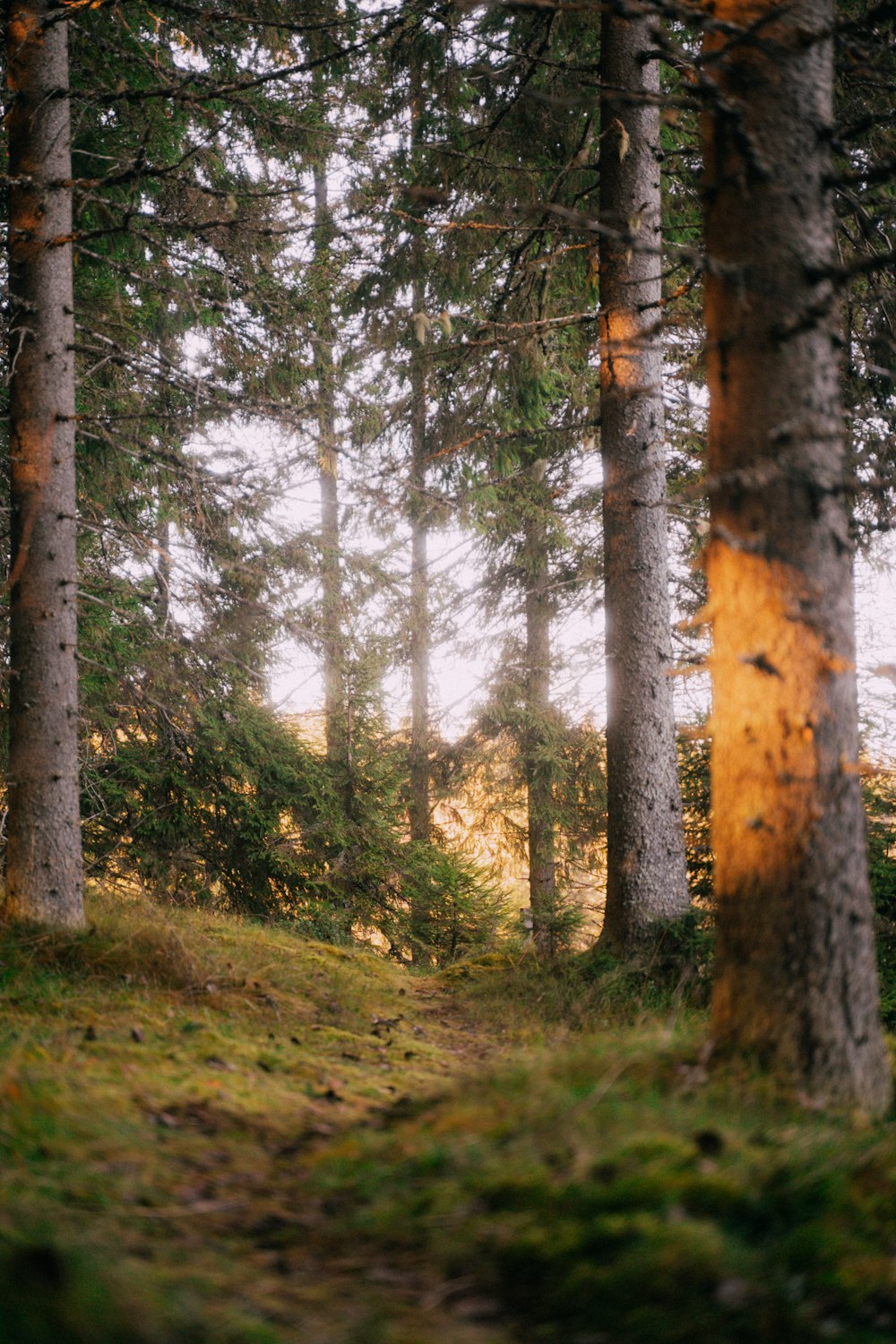 a forest with tall trees