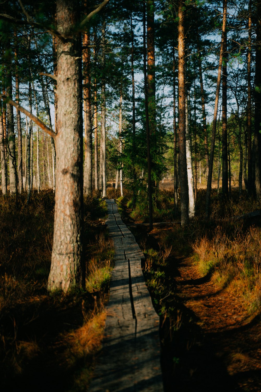 a path through a forest