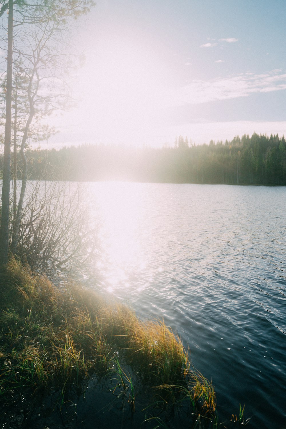 a body of water surrounded by trees