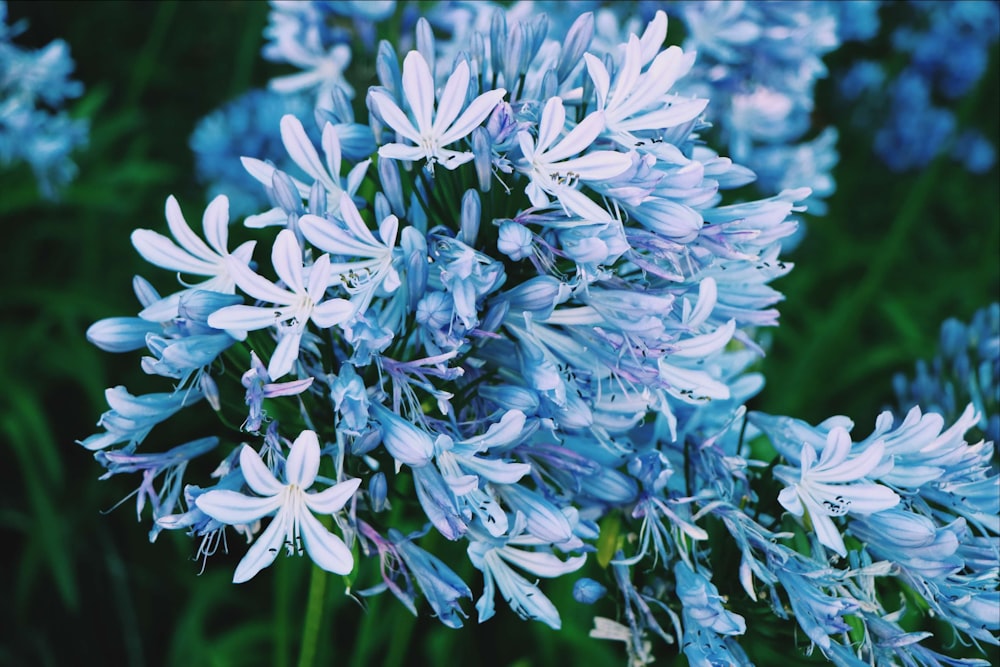 a close up of flowers