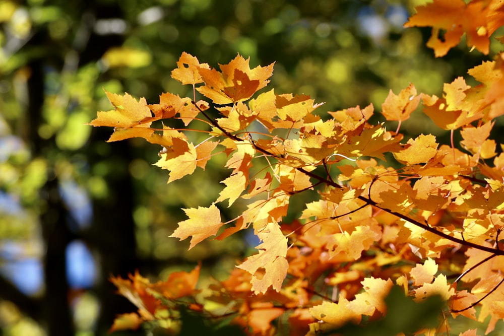 a close up of some leaves