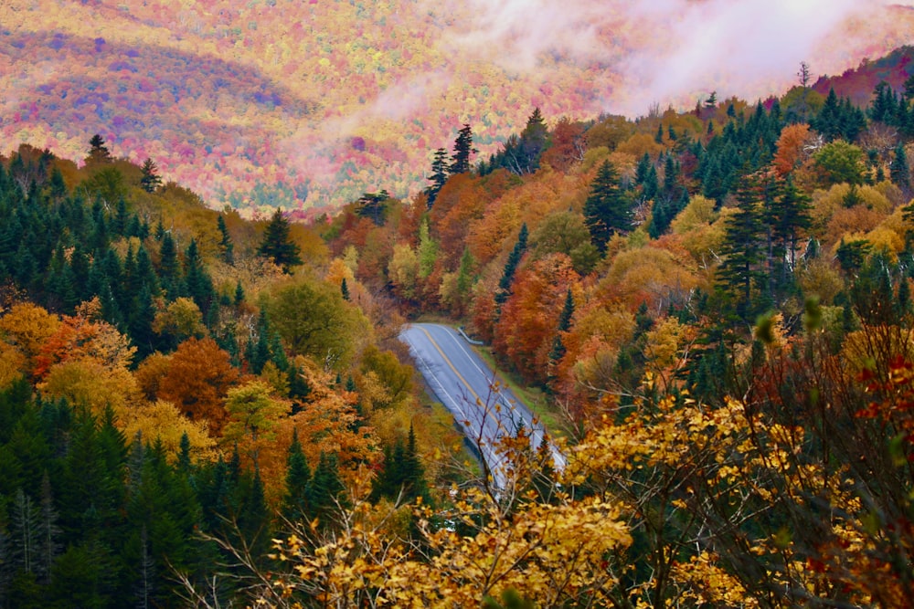 a winding road through a forest