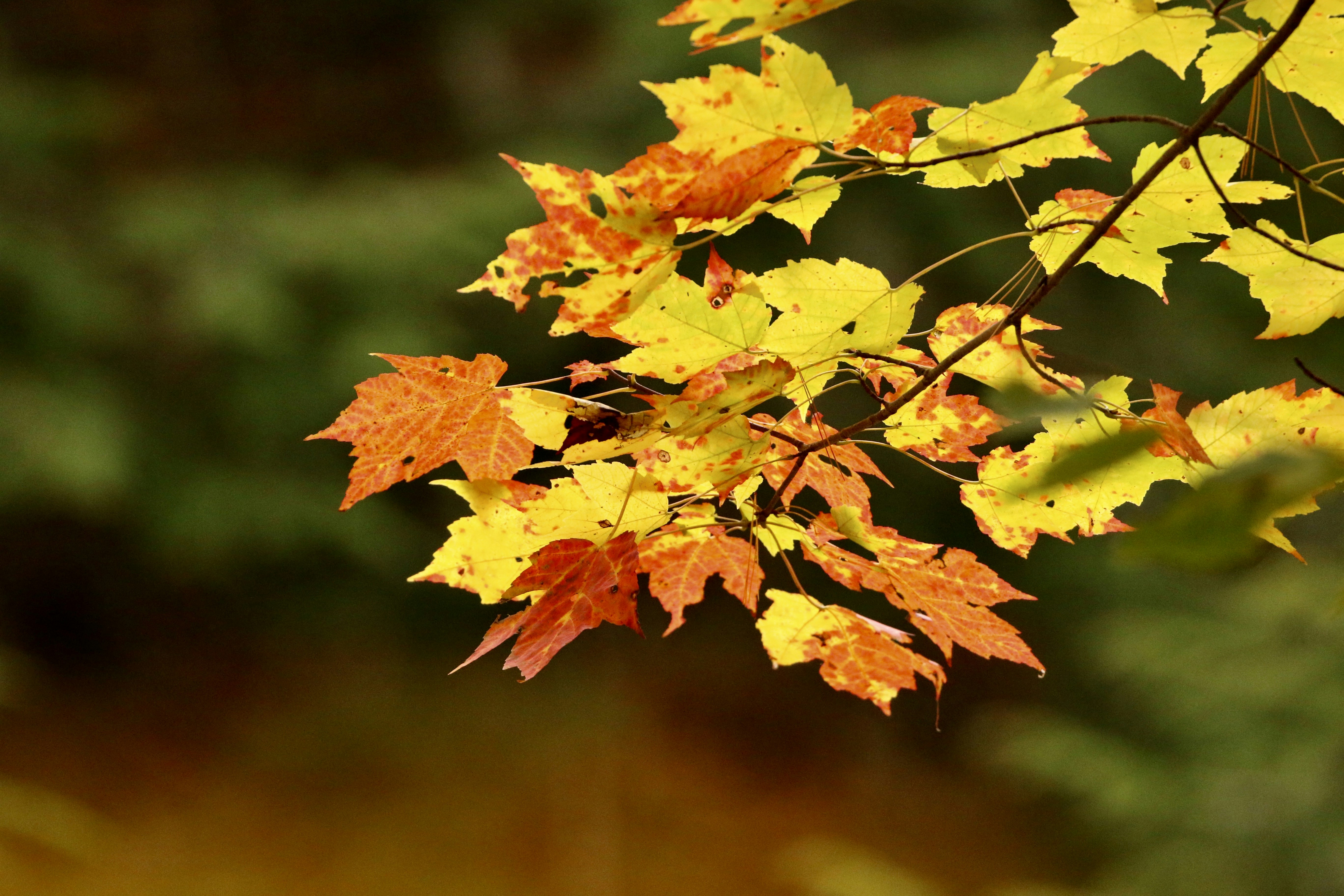 a close up of some leaves