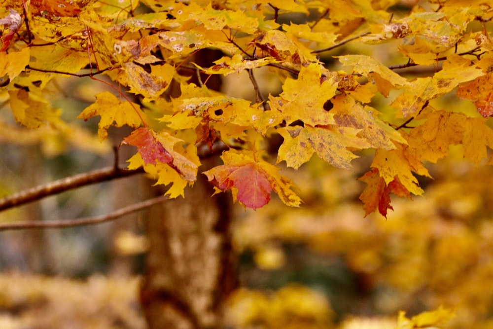 a close up of a tree branch