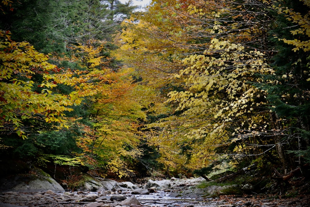 a river with trees around it