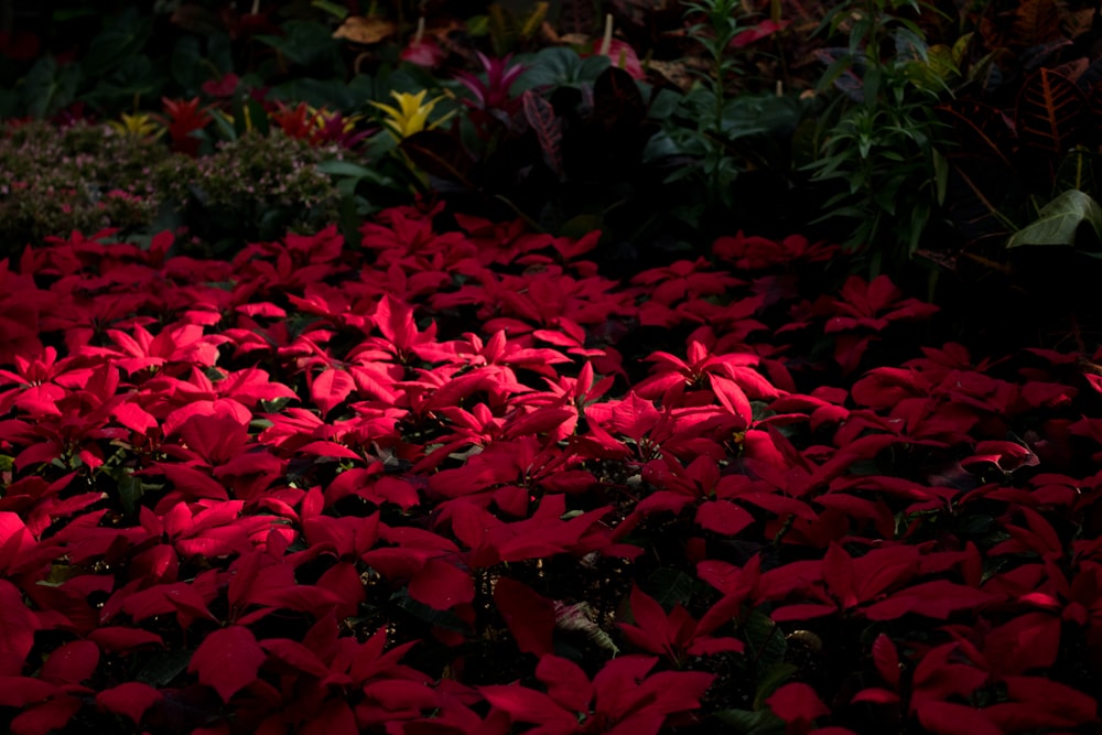 red leaves on a plant