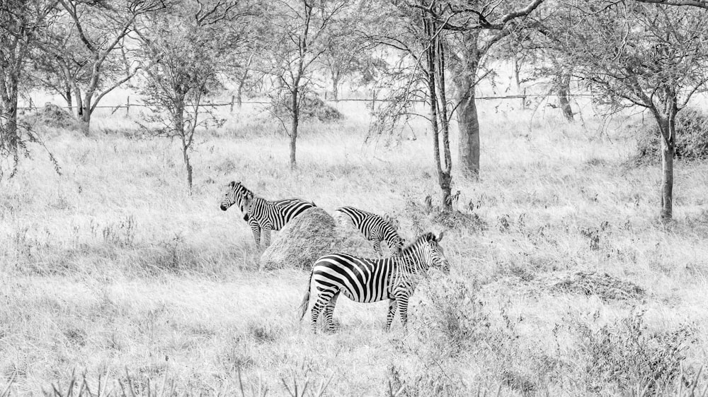 zebras in a meadow