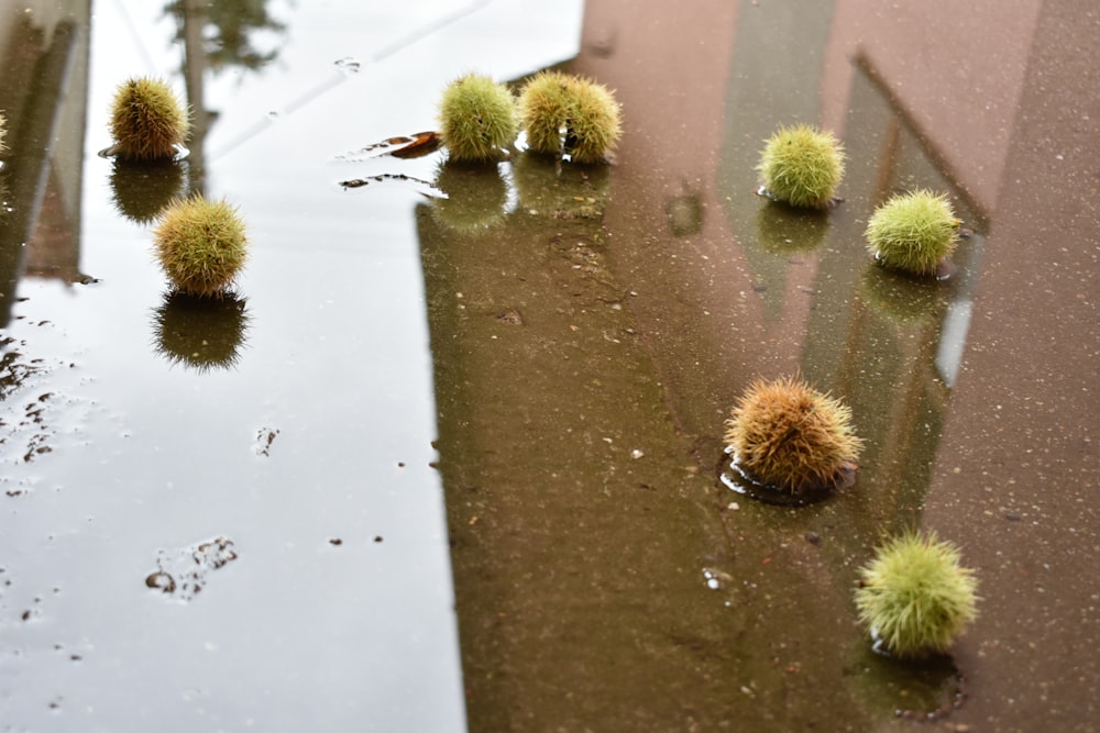 a group of cactus in a puddle