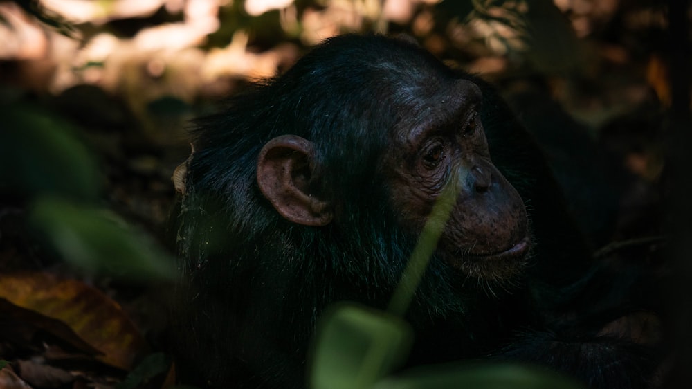 a black animal eating leaves