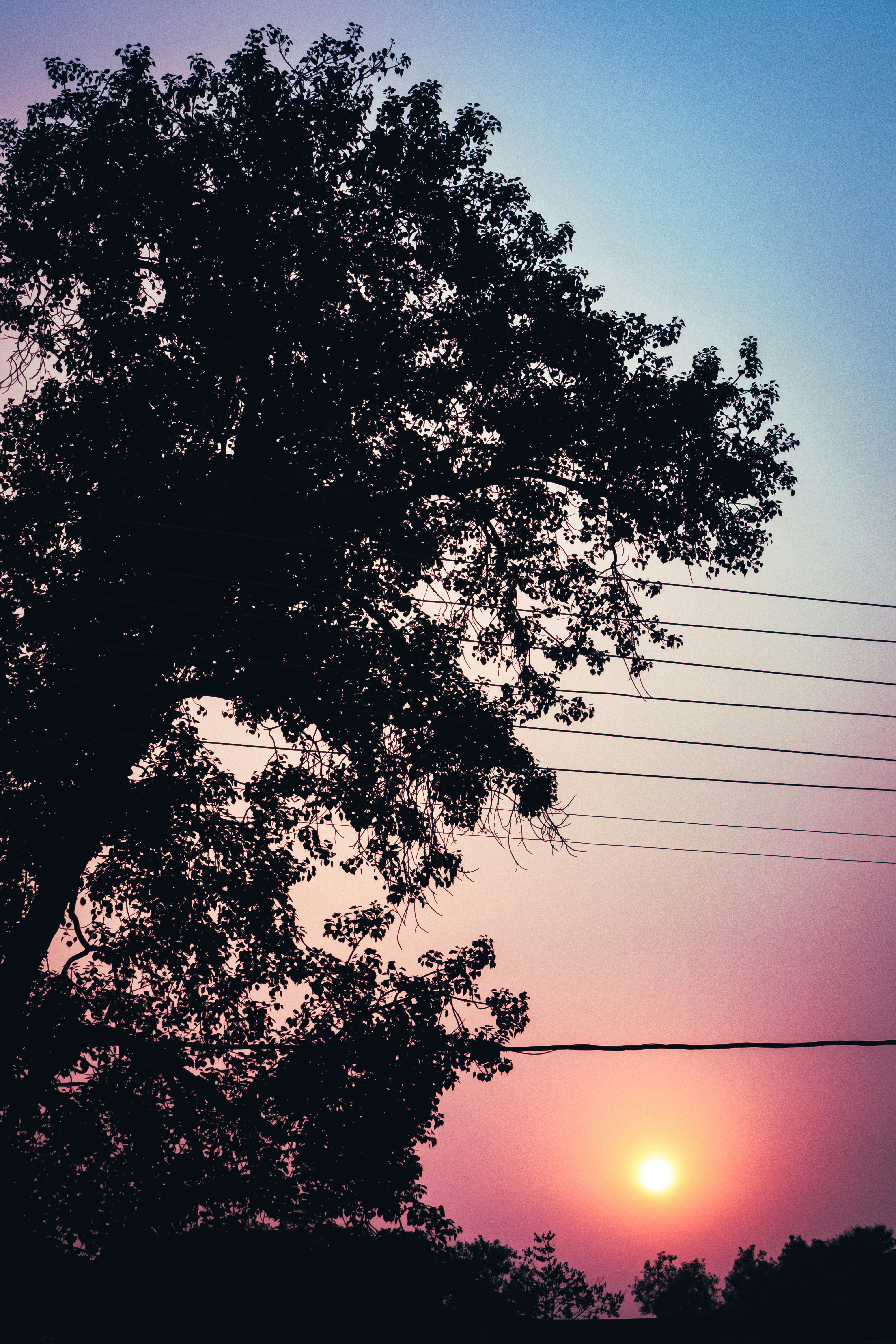 a tree with the sun behind it