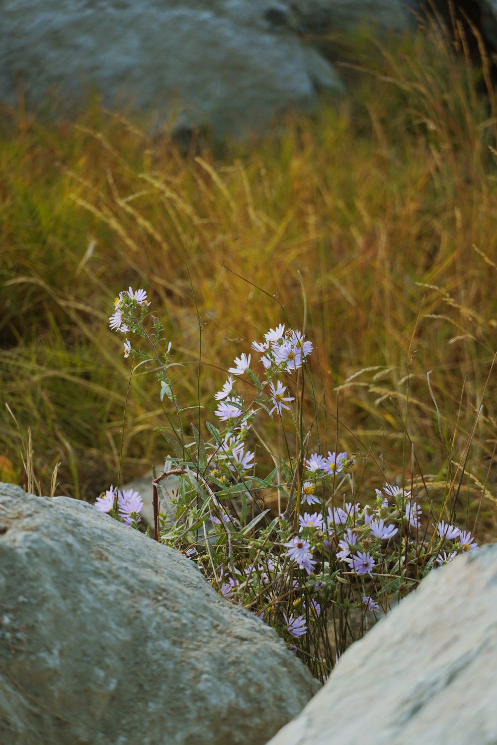 a close-up of some flowers