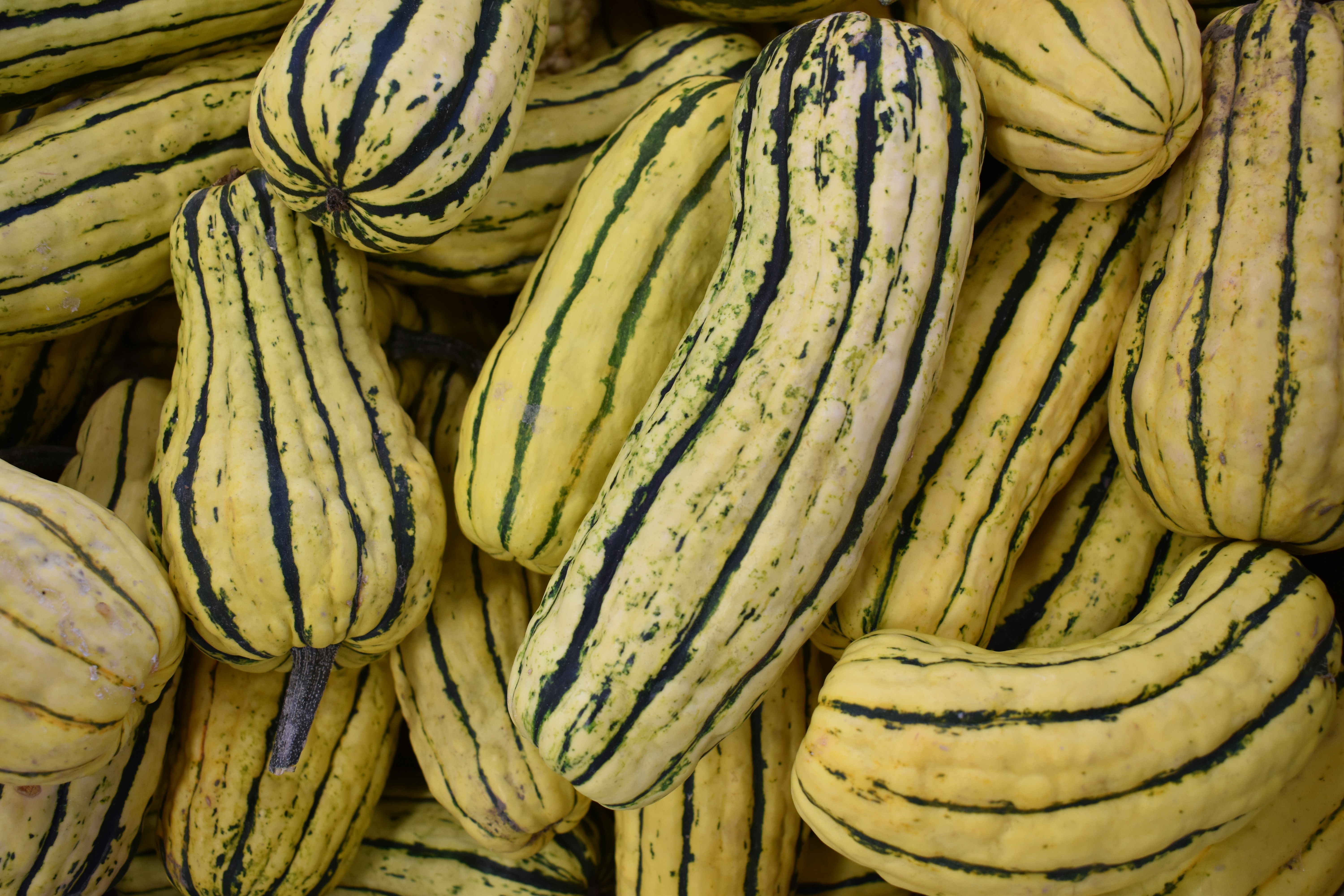 a pile of bananas, Squash from a Canadian Farmers Market