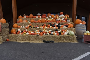 Various models of pumps arranged for display.