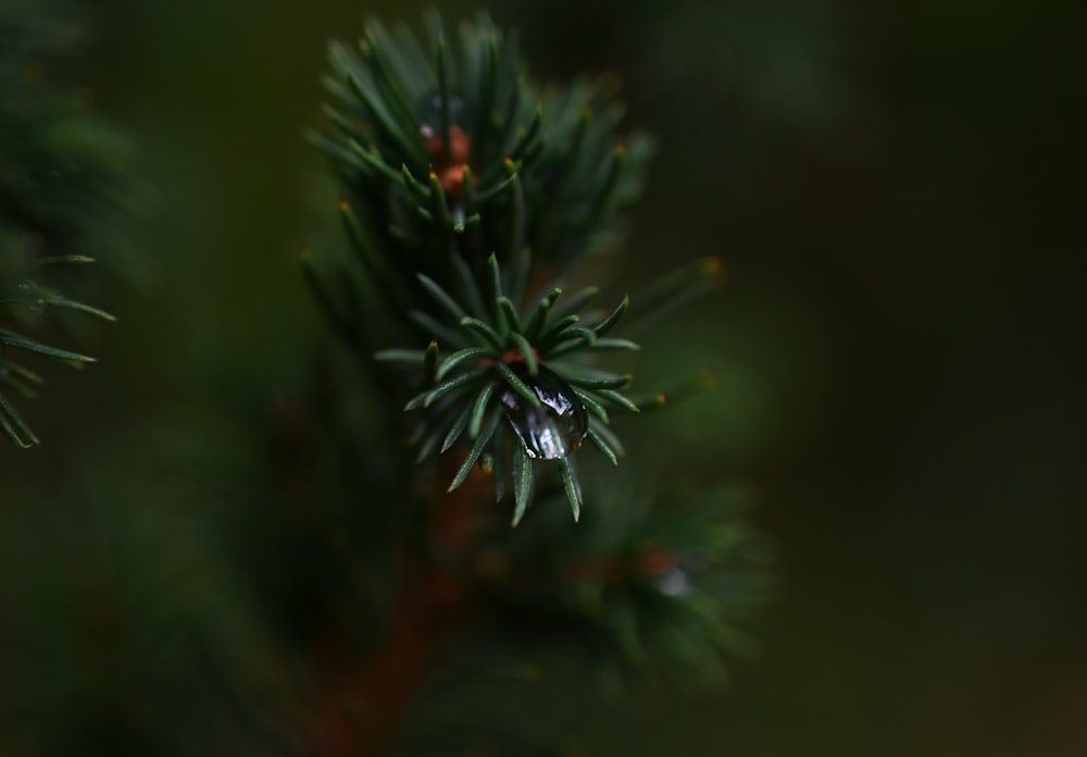 a pineapple on a branch